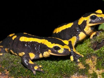 Vuursalamander